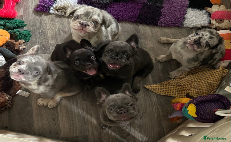 French Bulldog dogs in Rotherham - Advert 11