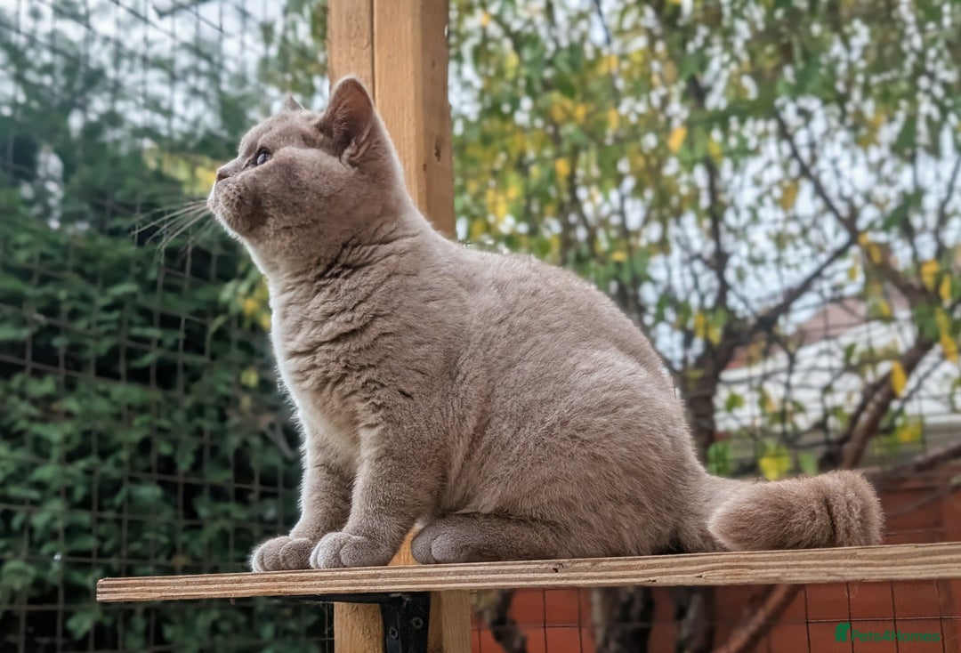 British Shorthair cats for sale: Gccf registered, Ready now - Image 2