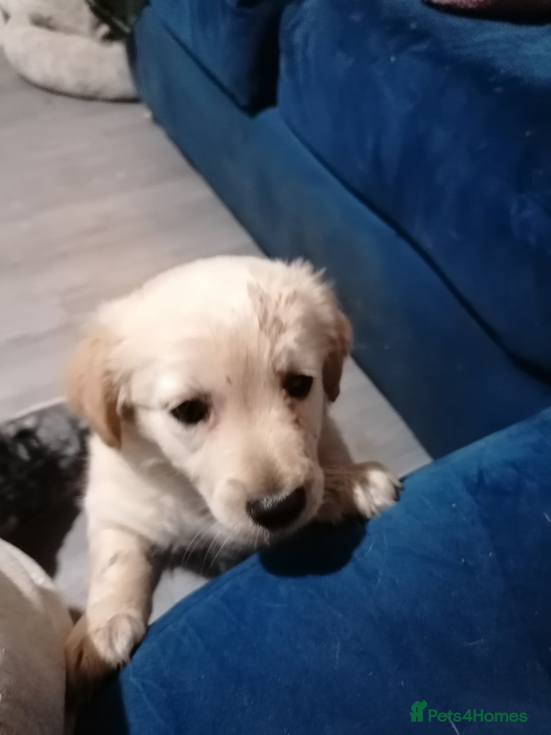 Patterjack dogs for sale: Patterjacks - Advert 6