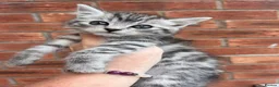 Maine Coon cats for sale: Maine coon x  - Advert 4