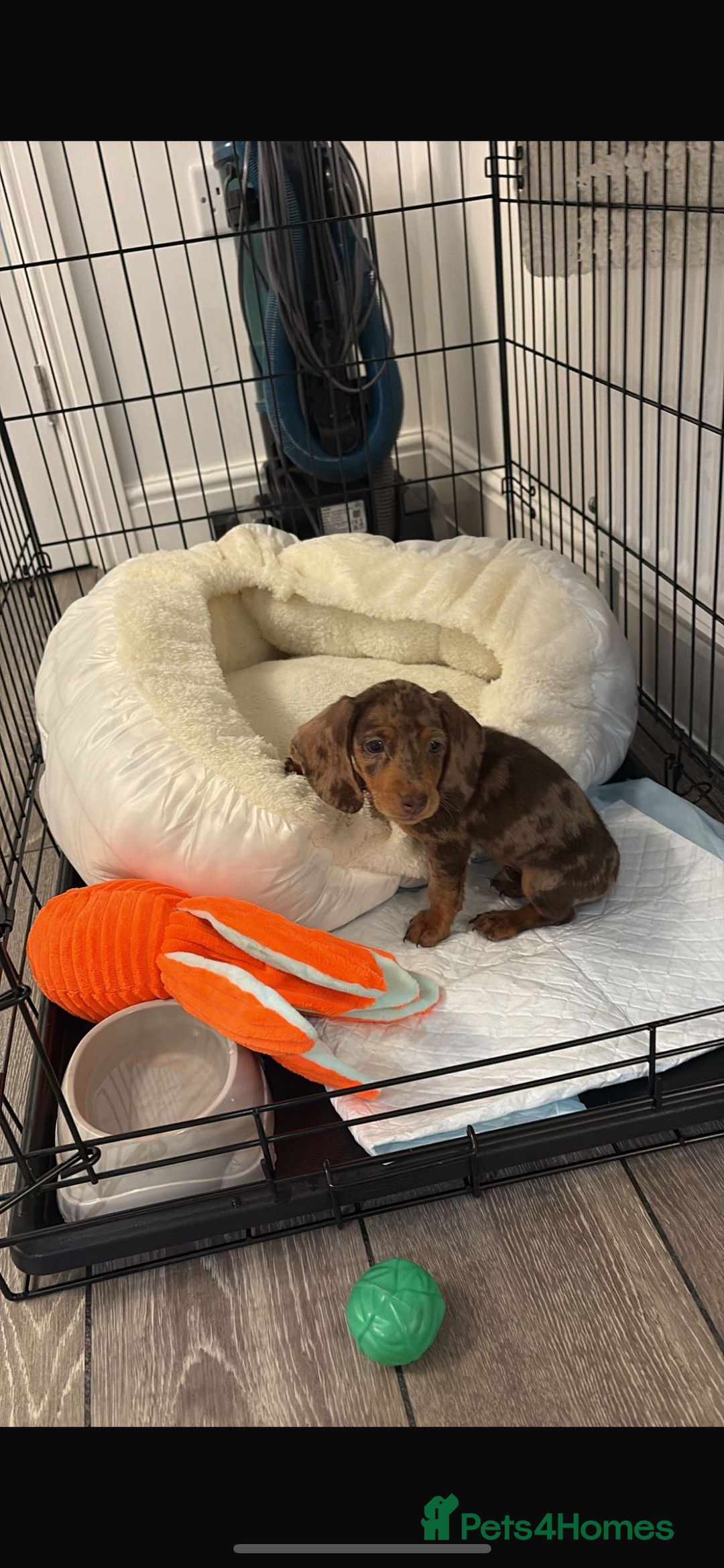 Dachshund dogs for sale: Dachshund boy ready for his new home  - Image 1