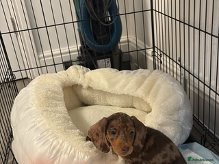 Dachshund dogs - Advert 2