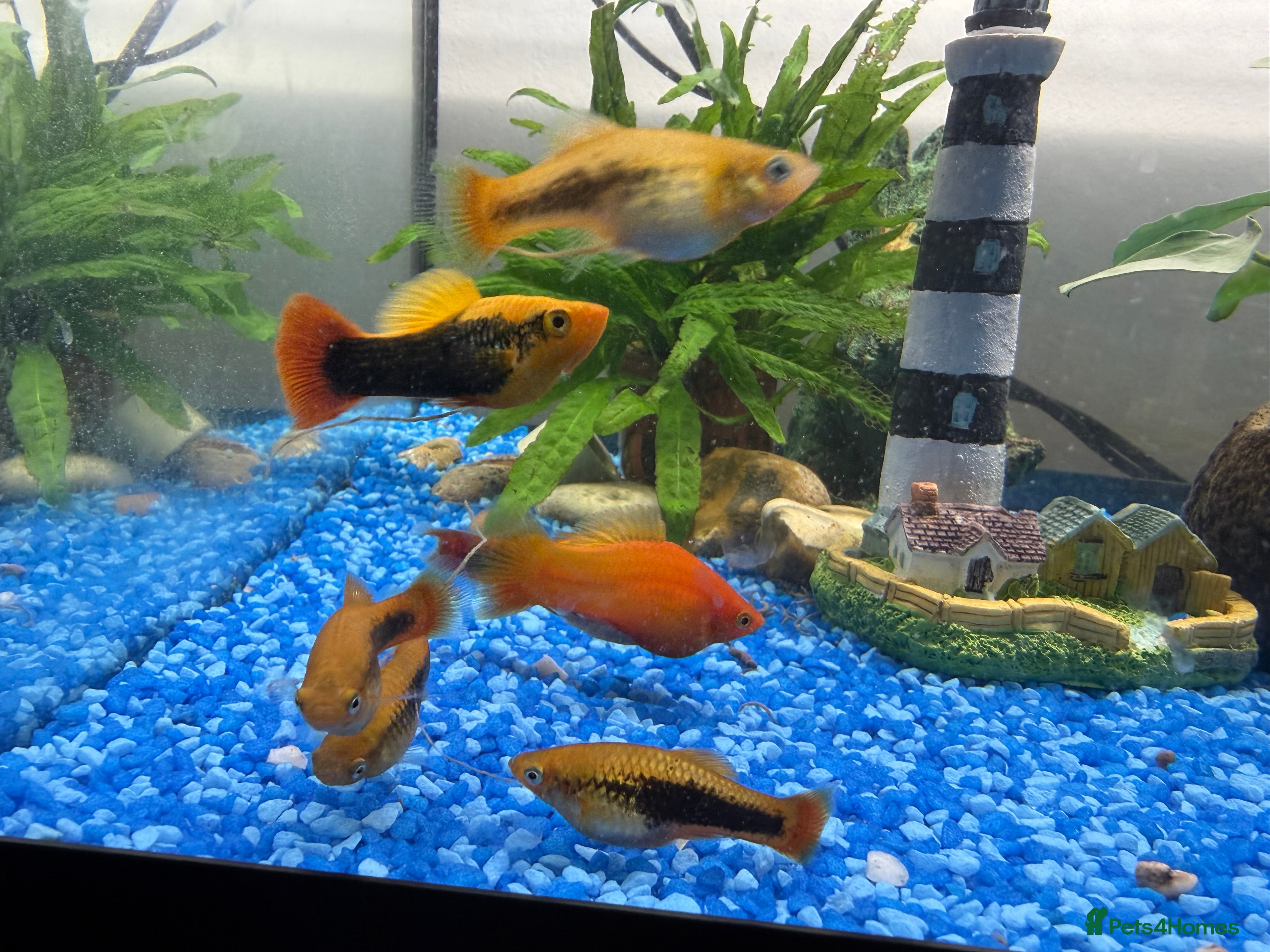 Platies fish Young vibrant Variatus Platys  - Advert 16