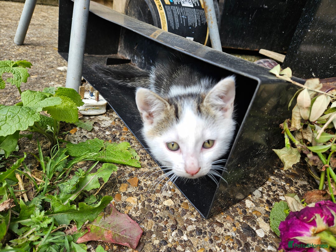 British Shorthair cats for sale: Kittens in Northampton - Image 13