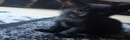 British Shorthair cats for sale: 2 Beautiful kittens 🐈‍⬛ 😻 - Advert 2