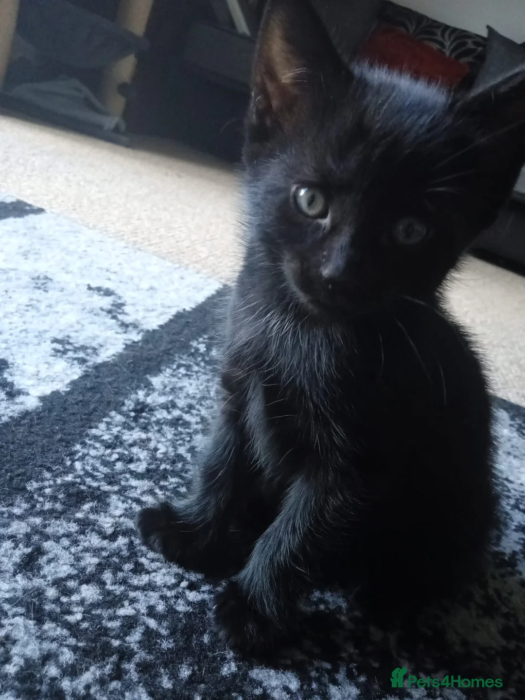 British Shorthair cats for sale: 2 Beautiful kittens 🐈‍⬛ 😻 - Advert 2