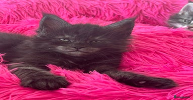 Maine Coon cats - Advert 1