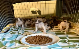 Whippet dogs for sale: 🏡 Ready Saturday! Kennel Club Whippet Puppies 🐾 - Image 1