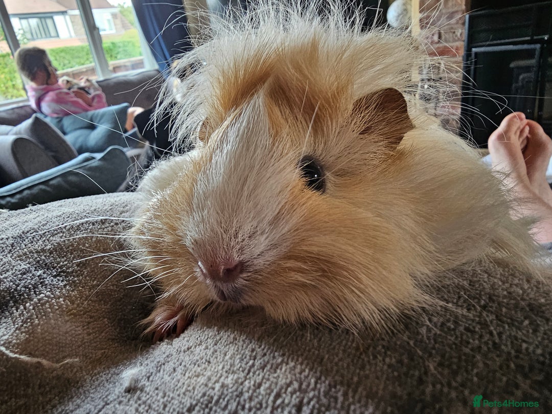 Guinea Pig rodents for sale: 2 Female Guinea Pigs  - Advert 8