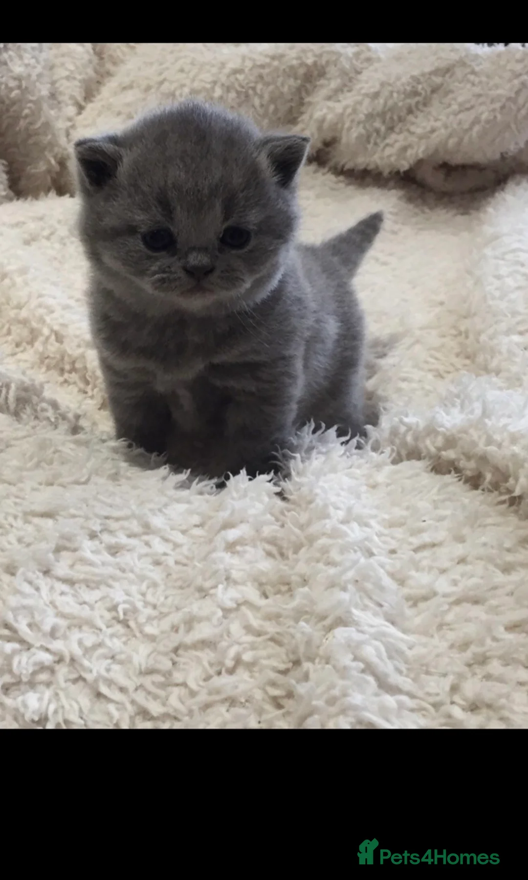 British Shorthair cats for stud: ⭐️ Beautiful blue stud Derbyshire ⭐️ in Derby - Advert 11