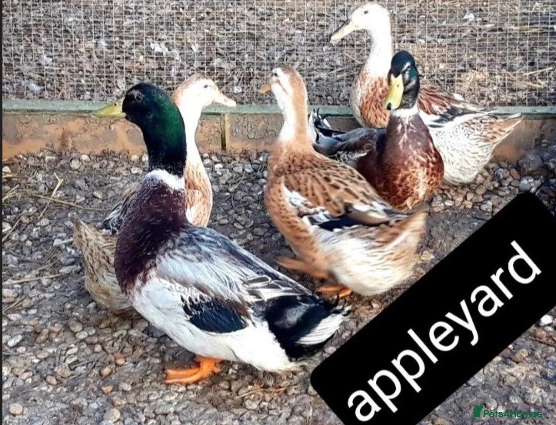 Ducks poultry for sale: *RESERVE* LF Appleyard + Campbell ducklings! - Advert 1