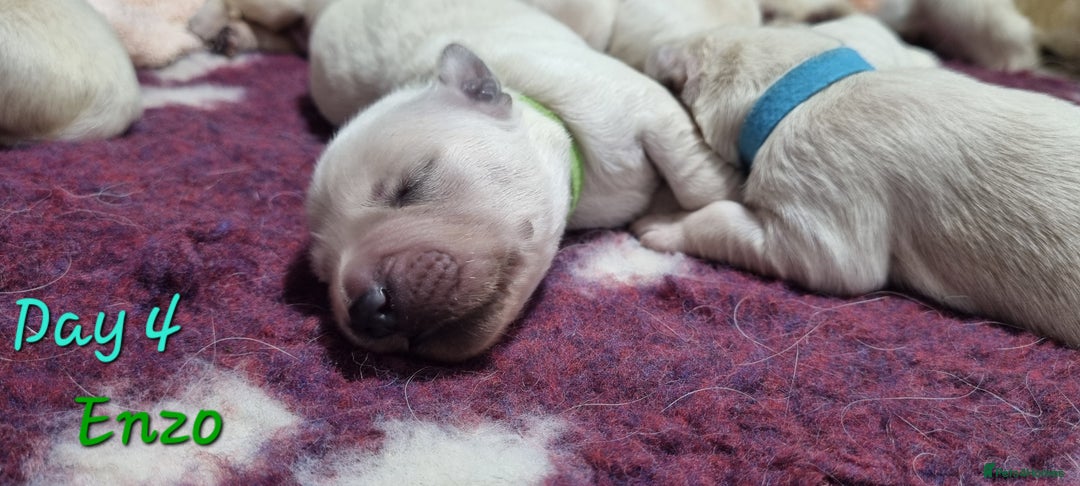 Golden Retriever dogs for sale: Golden Retriever Pups-FULLY HEALTH TESTED PARENTS  - Advert 9