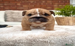 English Bulldog dogs for sale: Stunning litter of coloured Bulldogs home reared - Advert 36