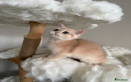 British Shorthair cats for sale: British Shorthair Golden Lilac kittens  - Image 24