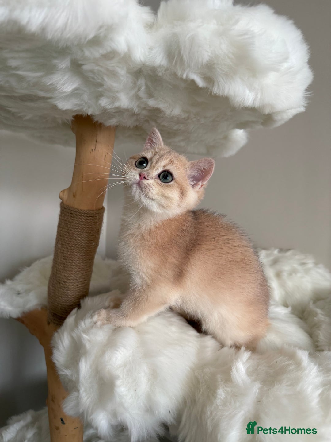British Shorthair cats for sale: British Shorthair Golden Lilac kittens  - Image 24