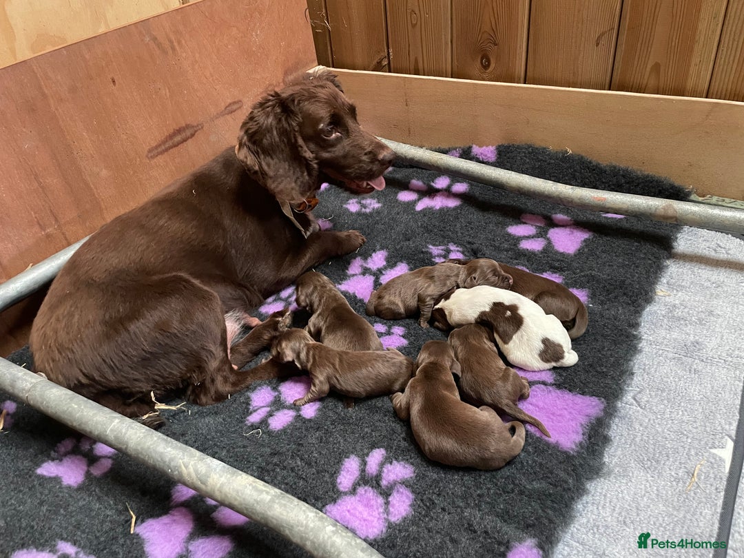 Mixed Breed dogs for sale: Sprockador puppies for sale  - Image 7
