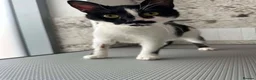 Mixed Breed cats for adoption: Milla for adoption in Kidlington - Advert 7