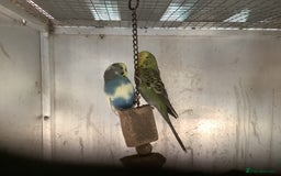 Cockatiels birds for sale: 2025  Cockatiels and Budgies - Image 24