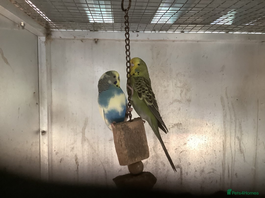 Cockatiels birds for sale: 2025  Cockatiels and Budgies - Image 24