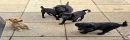 Mixed Breed dogs for sale: Beautiful Crossbreed Puppies Ready For New Home - Advert 29