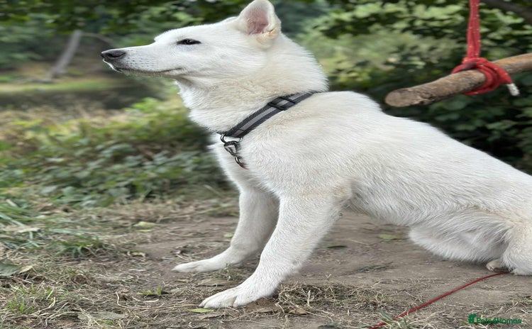 Siberian Husky dogs Friendly Siberian Husky Male - Advert 16