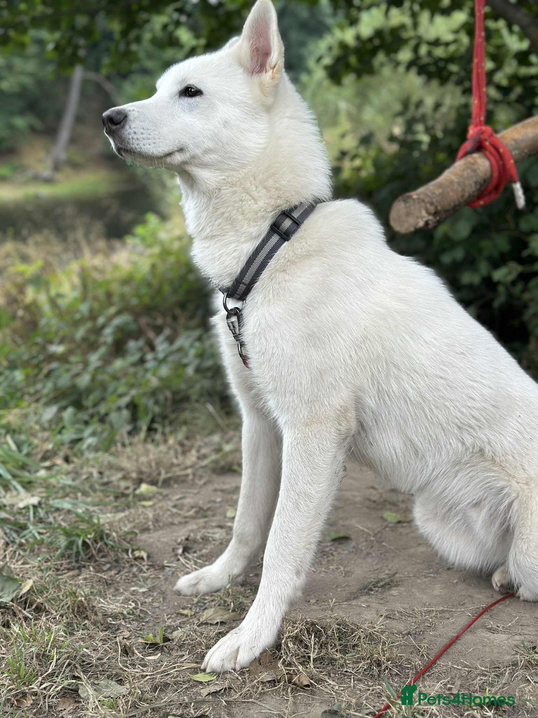 Siberian Husky dogs for sale: Friendly Siberian Husky Male - Image 8