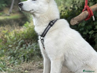 Siberian Husky dogs Friendly Siberian Husky Male - Advert 5