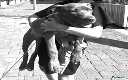 American Bull Staffy dogs for sale: Rio - a beautiful caramel coloured girl.  - Image 3