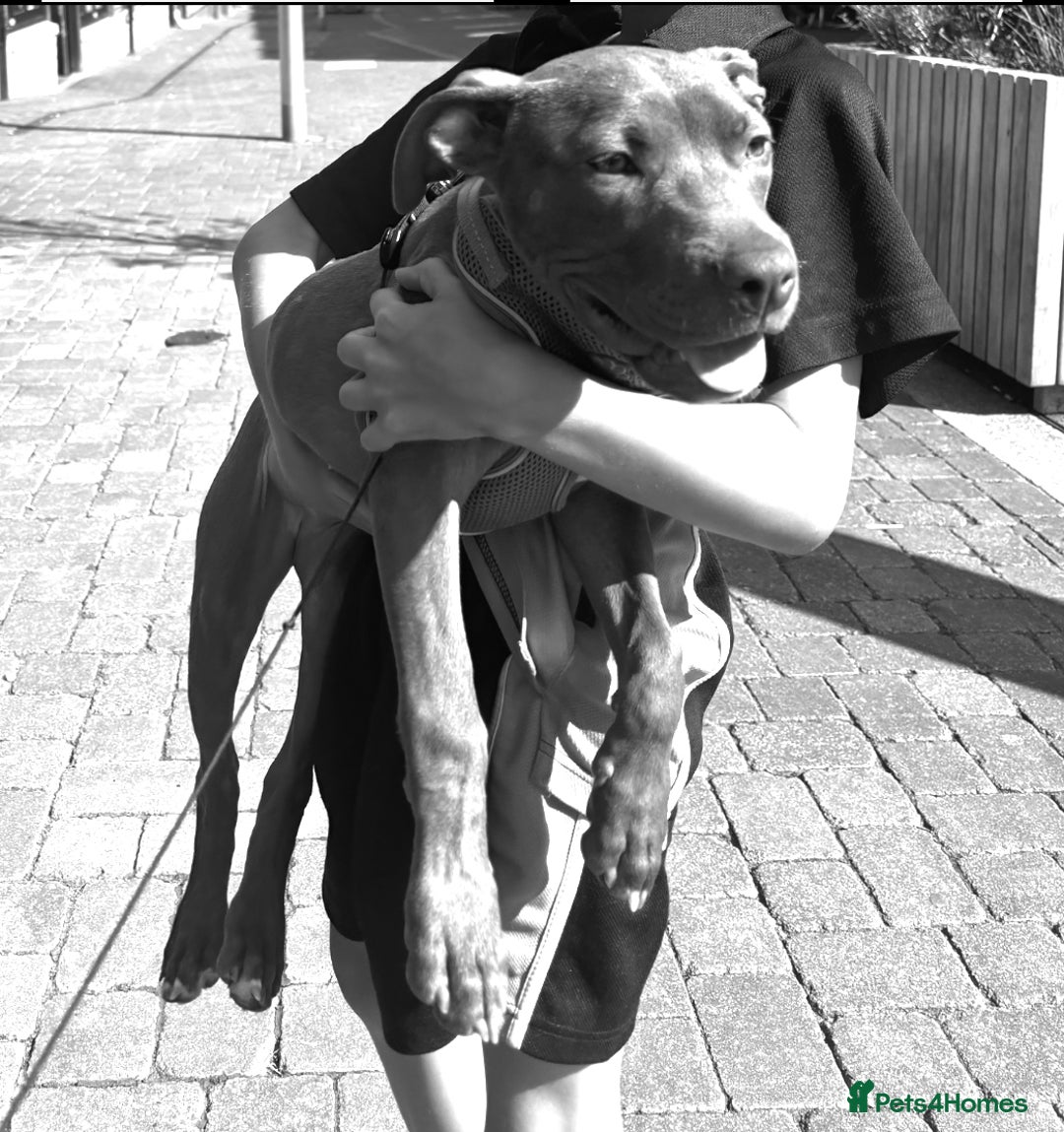 American Bull Staffy dogs for sale: Rio - a beautiful caramel coloured girl.  - Image 3
