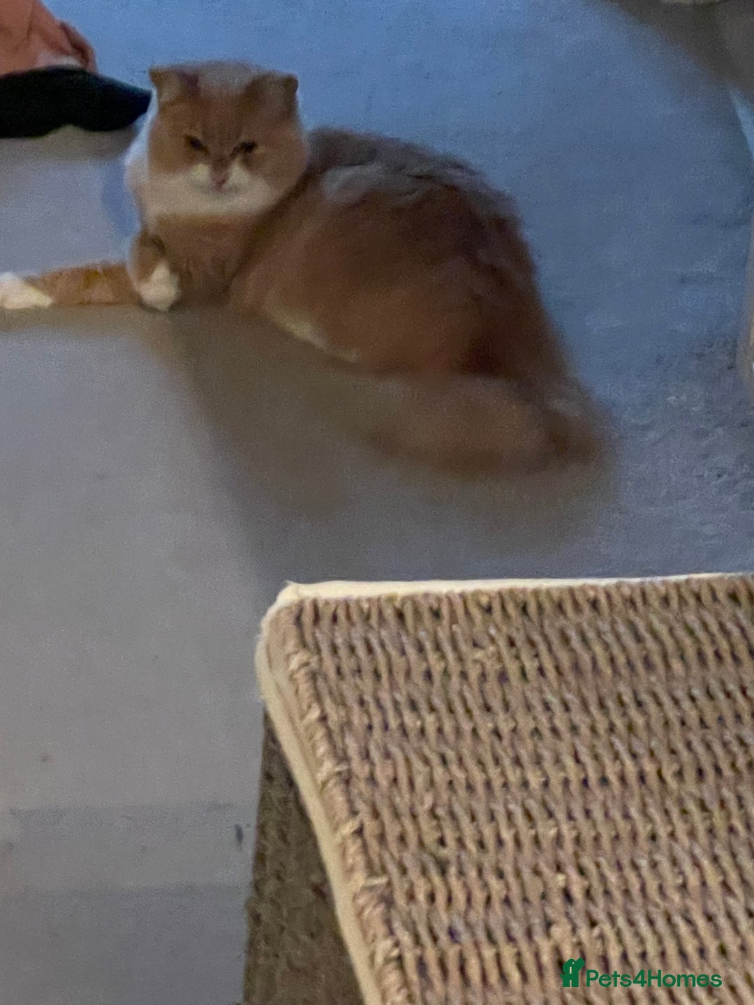 British Longhair cats for sale: Beautiful Lily-Bear - Image 7