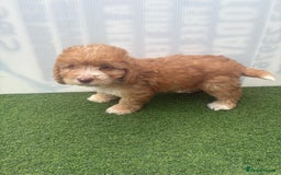 Cockapoo dogs for sale: Cockapoo puppies f1 - Image 1