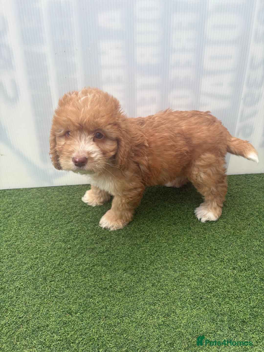Cockapoo dogs for sale: Cockapoo puppies f1 - Image 1