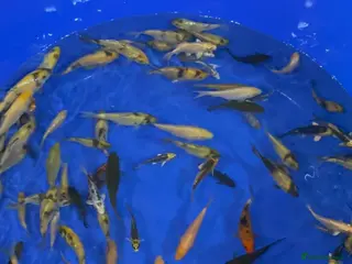 Koi Carp fish 100 x Koi carp Tosai - Advert 6