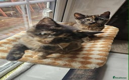 British Shorthair cats for sale: Stunning British Shorthair Kittens Ready Now! - Image 29