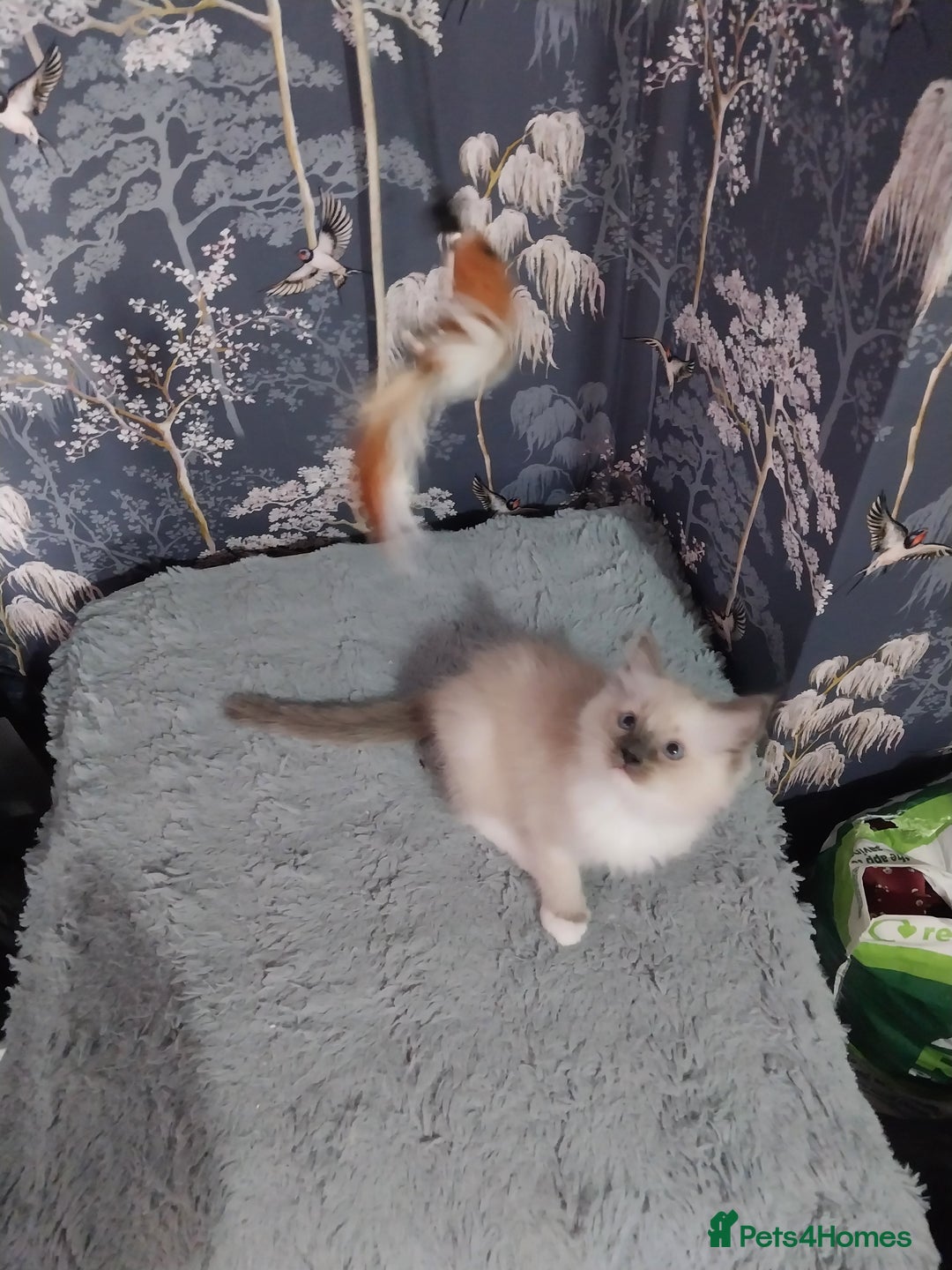 Ragdoll cats for sale: Male bluepoint ragdoll  - Image 6