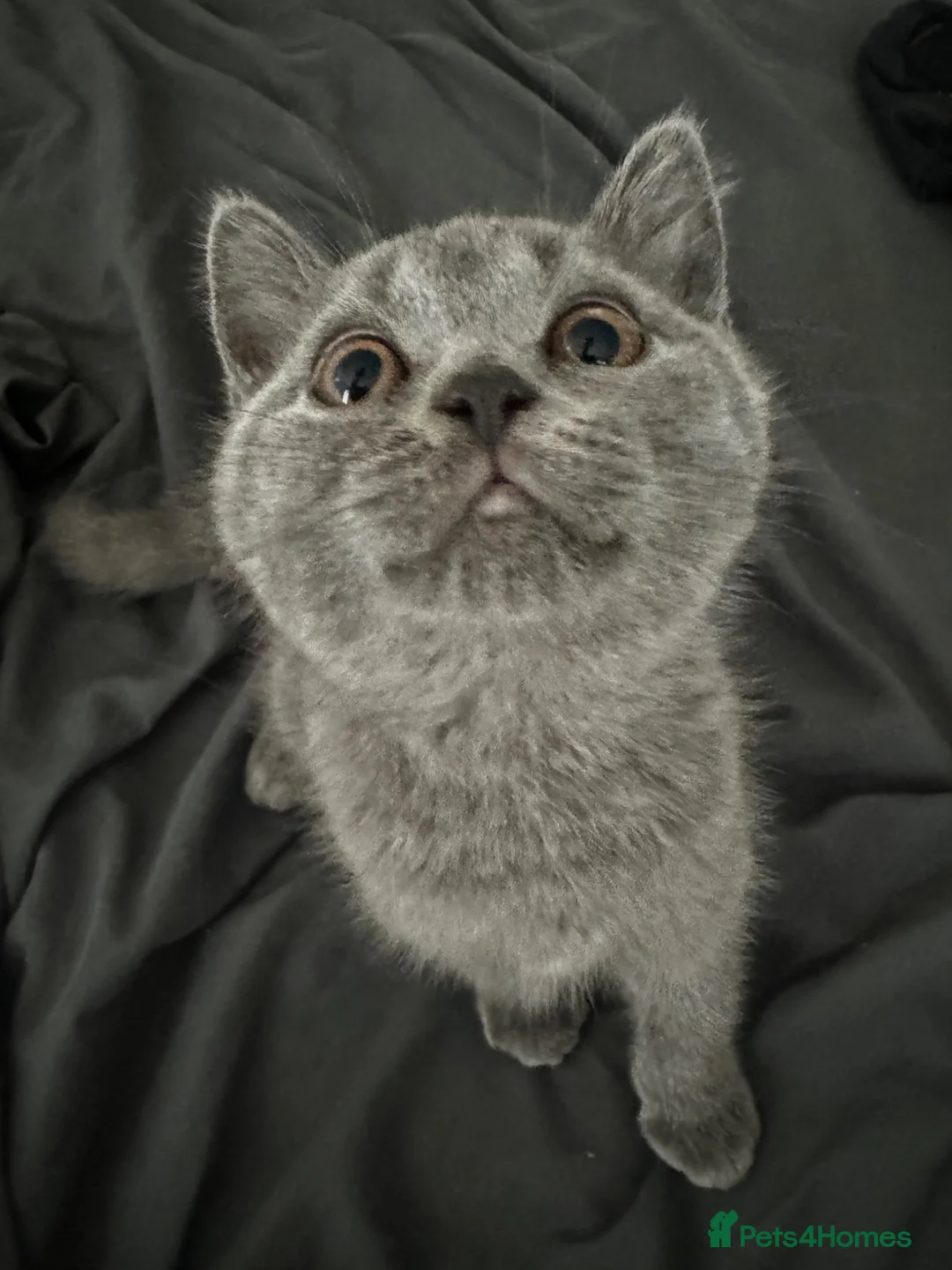 British Shorthair cats for sale: One blue BSH boy - Advert 23
