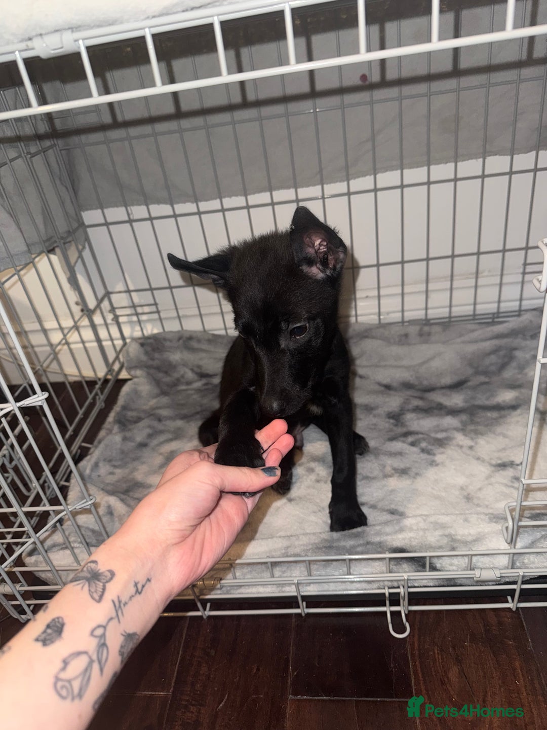 Belgian Shepherd Dog dogs for sale: Young Belgian Mali Boy - Advert 5