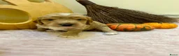 Cockapoo dogs for sale: Double miniature cockapoos  - Advert 5