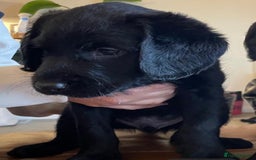 Labradoodle dogs for sale: Labradoodle F1B back to labrador - Image 11