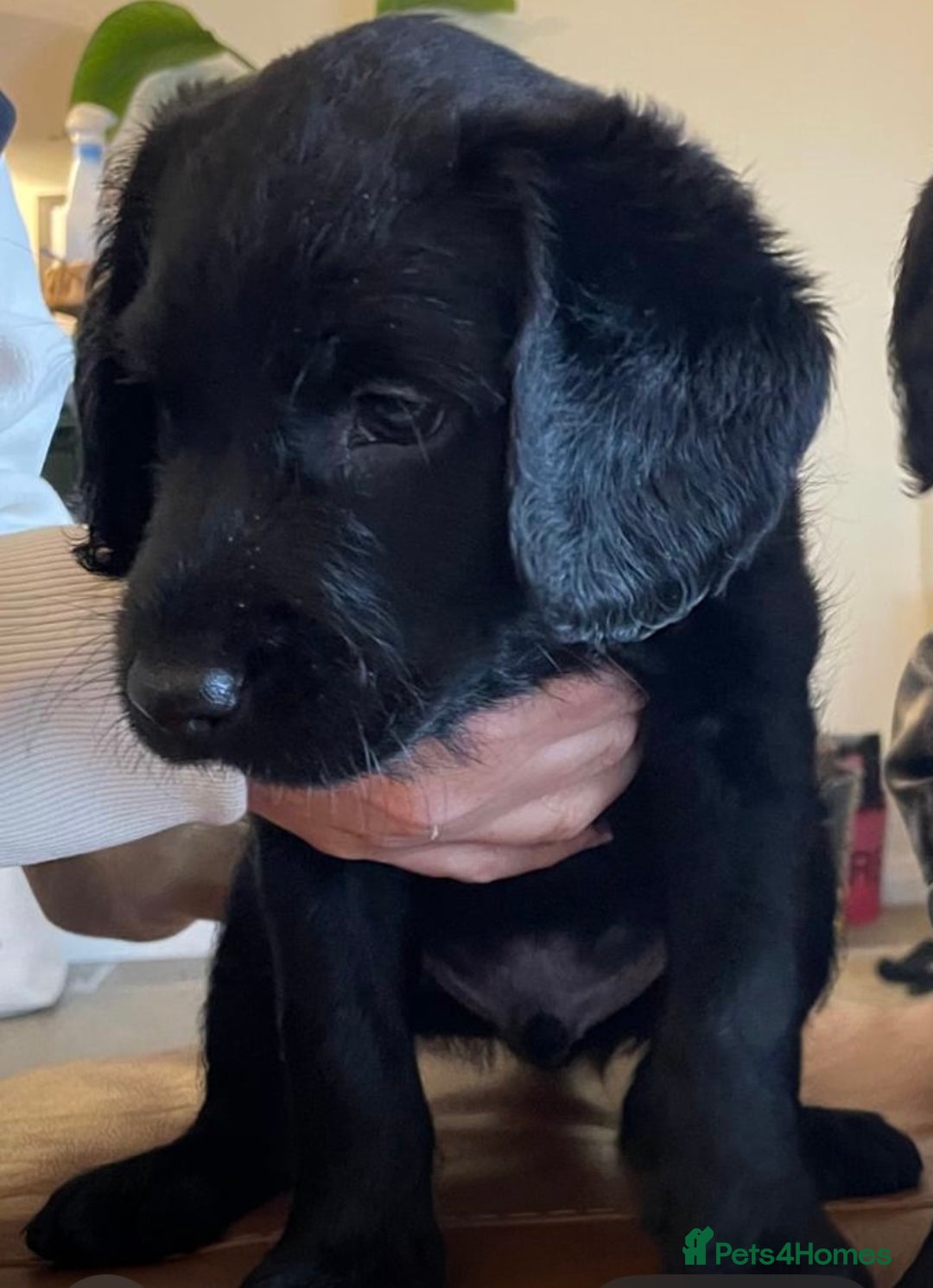 Labradoodle dogs for sale: Labradoodle F1B back to labrador - Image 11