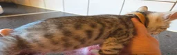 Bengal cats for sale: Bengal charcoal silver kittens from snow linx  - Advert 27