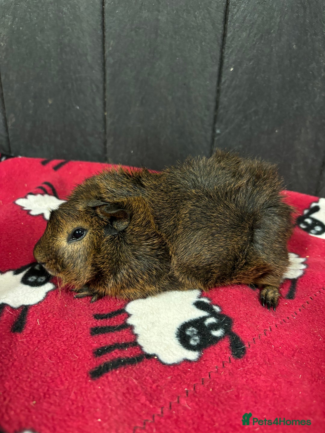 Guinea Pig rodents for sale: Stunning boar guinea pigs  - Image 8