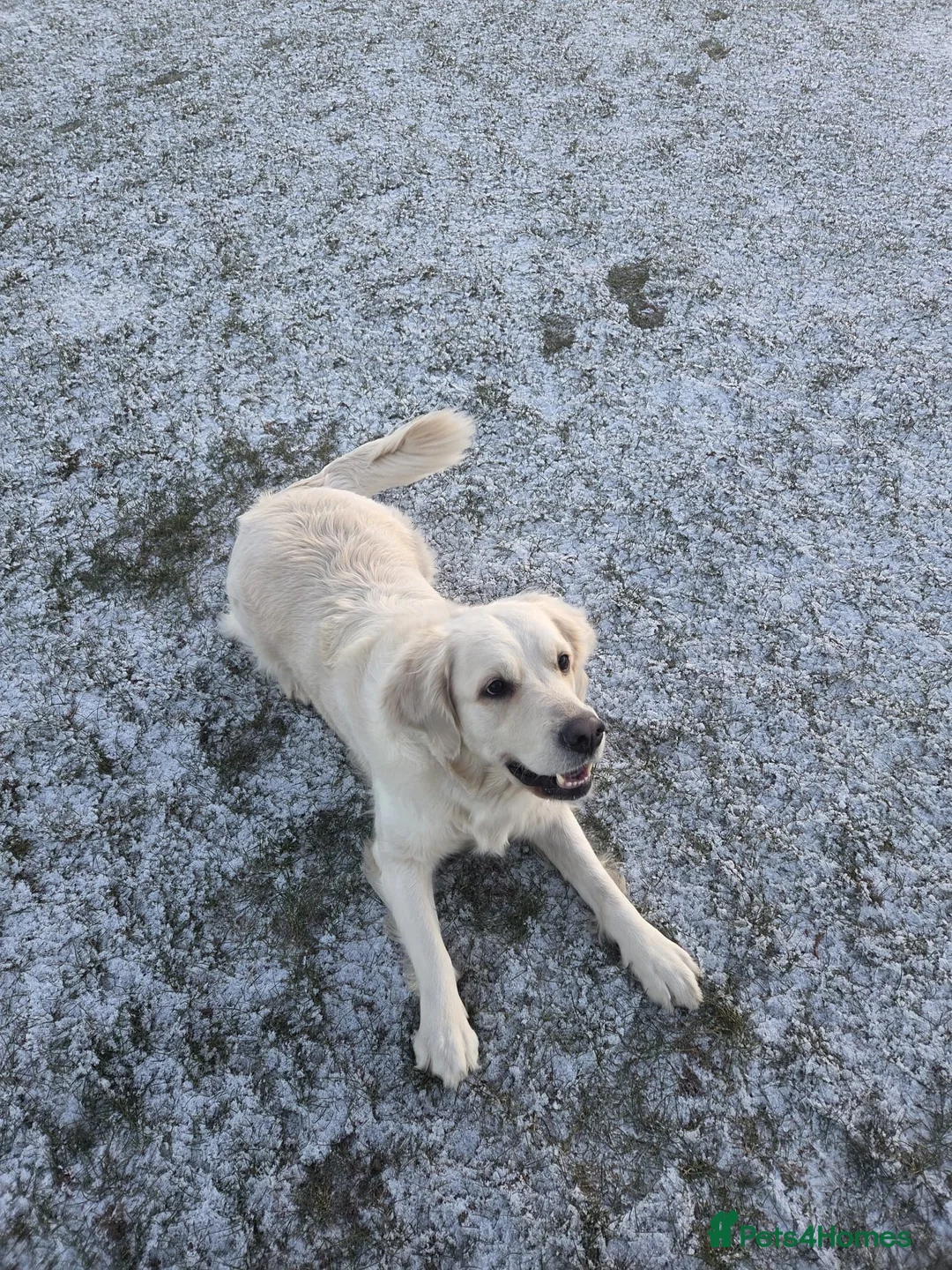 Goldador dogs for sale: Goldador Puppies – Show & Working Lines in Perth - Advert 15