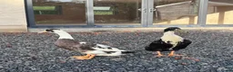 Ducks poultry for sale: Drakes free to good home  - Advert 3