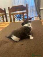 Mixed Breed cats Beautiful Sweet Kittens - Advert 4