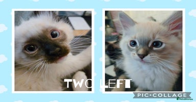 Ragdoll cats - Advert 11