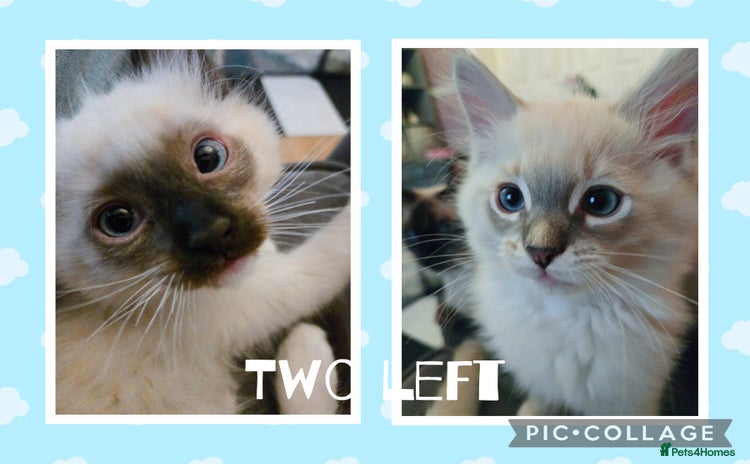 Ragdoll cats - Advert 3