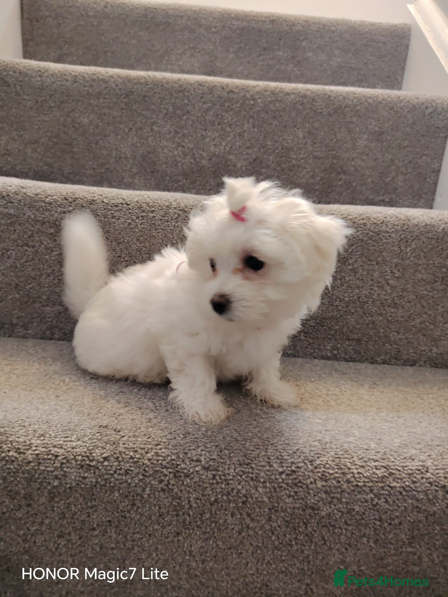 Maltese dogs Pure❤️ Maltese❤️puppies❤️  - Advert 1