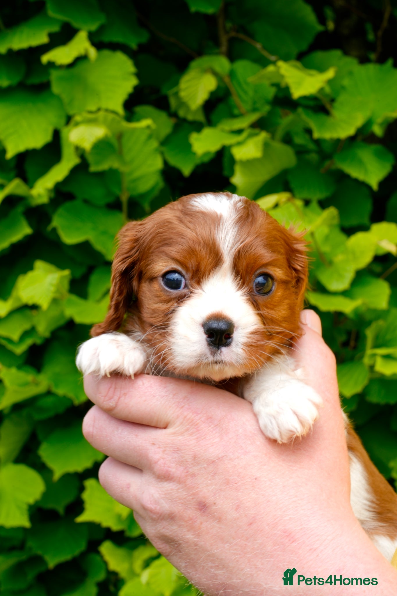 Cavalier King Charles Spaniel dogs for sale: Cavalier King Charles Puppies - Advert 7