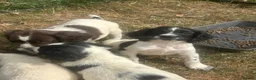 English Springer Spaniel dogs for sale: Springer pups for sale in Scunthorpe - Advert 6